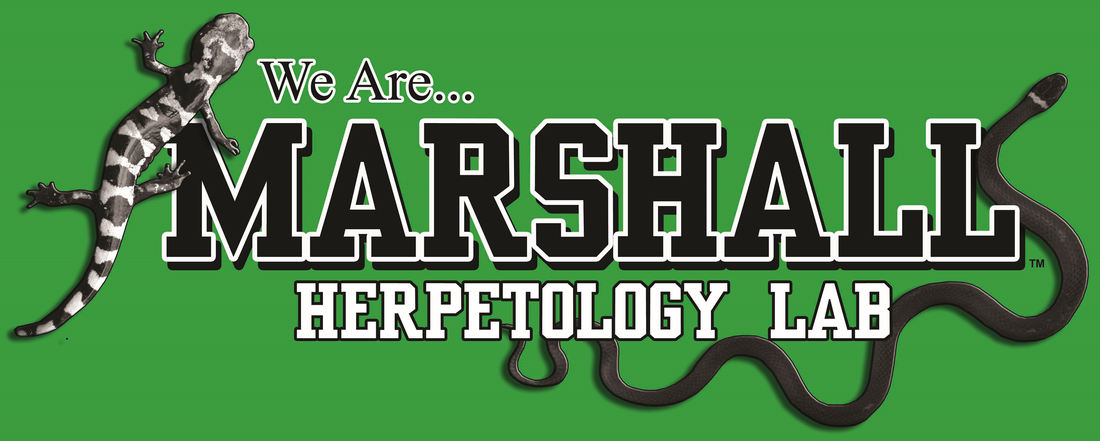 Marshall University Herpetology and Applied Conservation Lab