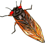 Cicada; West Virginia; Brood V; emergence; Marshall University; citizen science