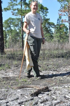 Marshall University Herpetology and Applied Conservation Lab; Abby Sinclair; South Carolina; Eastern diamondback rattlesnake; longleaf pine savanna 