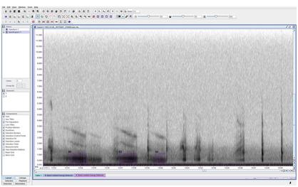 Marshall University Herpetology and Applied Conservation Lab; Gopher Frog; Spectrogram